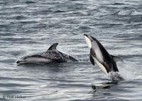 Picture of Pacific white sided Dolphin Images Lagenorhynchus obliquidens