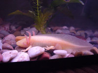 : Ambystoma mexicanum; Axolotl