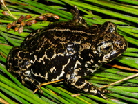 : Bufo exsul; Black Toad