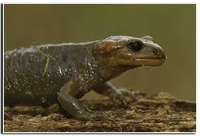 : Salamandra salamandra alfredschmidtii; Fire Salamander