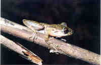 : Scinax longilineus