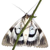 Catocala fraxini - Clifden Nonpareil