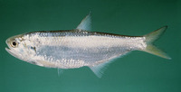 Thryssa polybranchialis, Humphead thryssa: fisheries