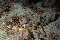 Sphoeroides nephelus, Southern puffer: fisheries