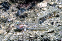 Coryphopterus thrix, Bartail goby: