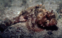 Scorpaena isthmensis, Smooth-cheek scorpionfish: