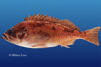 Sebastes hopkinsi, Squarespot rockfish: