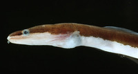 Chlopsis bicolor, Bicoloured false moray: