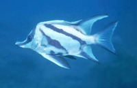 Pentaceropsis recurvirostris, Longsnout boarfish: fisheries