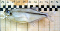 Pseudocorynopoma doriae, Dragonfin tetra: aquarium