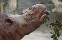 Image of: Dicerorhinus sumatrensis (Sumatran rhinoceros)