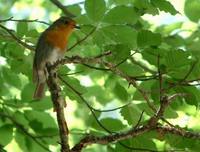 Erithacus rubecula - European Robin