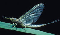 Image of: Ephemeroptera (mayflies)