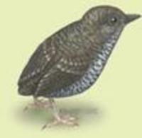 Image of: Pnoepyga pusilla (pygmy wren-babbler)