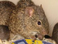 Arvicanthis niloticus - African Grass Rat