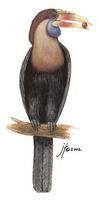 Image of: Rhyticeros everetti (Sumba hornbill)