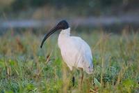 Image of: Threskiornis aethiopicus (sacred ibis)