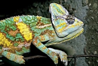 Chamaeleo calyptratus - Veiled Chameleon