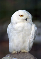 Photo: A snowy owl perched atop a rock
