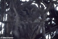 Boreal Owl - Aegolius funereus