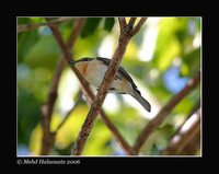 Moluccan Flycatcher - Myiagra galeata