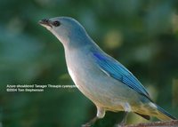 Azure-shouldered Tanager - Thraupis cyanoptera