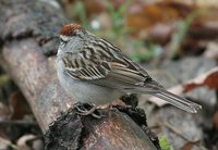 Chipping Sparrow - Spizella passerina