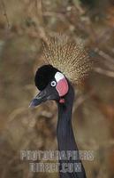 Black crowned crane , Balearica pavonina , R