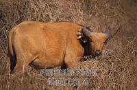 Forest buffalo , Syncerus caffer nanus , R