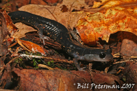 : Plethodon metcalfi; Southern Gray-cheeked Salamander