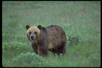 : Ursus arctos; Brown Bear, Grizzly Bear