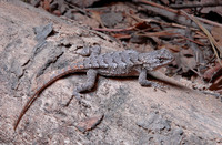 : Sceloporous undulatus; Eastern Fence Lizard