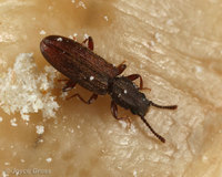 : Oryzaephilus sp.; Grain Beetle