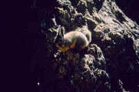 Mountain Viscacha Lagidium viscacia
