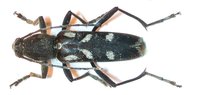 Chlorophorus nivipictus