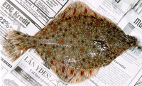 Pleuronectes platessa, European plaice: fisheries, aquaculture, gamefish, aquarium