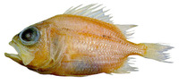 Ostichthys trachypoma, Bigeye soldierfish: