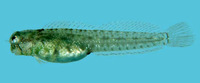 Glyptoparus delicatulus, Delicate blenny: aquarium