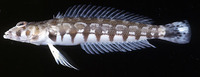 Parapercis millepunctata, Black dotted sand perch: