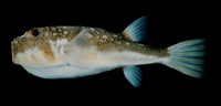 Amblyrhynchotes honckenii, Evileye blaasop: