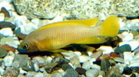 Neolamprologus leleupi, : aquarium