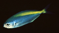 Labracoglossa nitida, Blue knifefish: