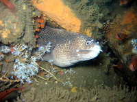 Muraena clepsydra, Hourglass moray: fisheries