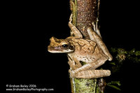 Bromiliad Tree Frog - Osteocephalus sp.