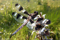 Libellula pulchella - Twelve Spotted Skimmer