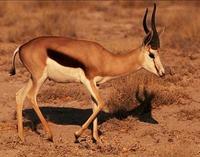 Image of: Antidorcas marsupialis (springbok)