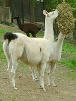 Lama guanicoe f. glama - Llama