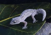 Image of: Briba brasiliana
