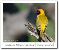 Southern Masked-Weaver - Ploceus velatus