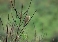 Lesser Grass-Finch - Emberizoides ypiranganus